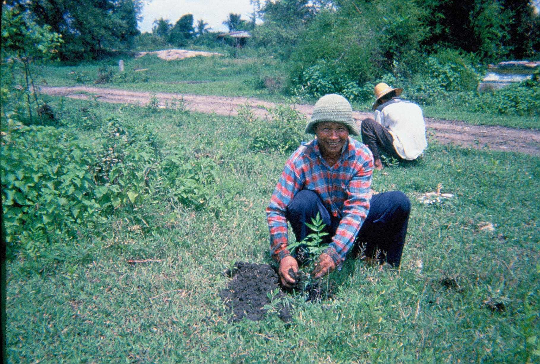 When Farming the Forest Brought the Forest Back